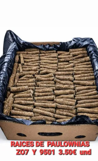 •Raíces y Semillas de Paulownia Shantong