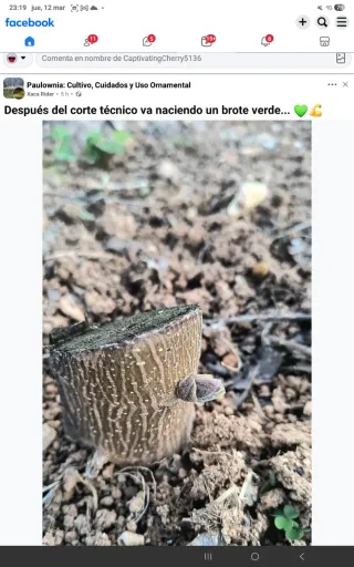 •Raíces y Semillas de Paulownia Shantong