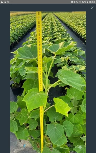 •Raíces y Semillas de Paulownia Shantong