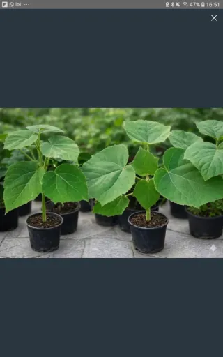 •Raíces y Semillas de Paulownia Shantong