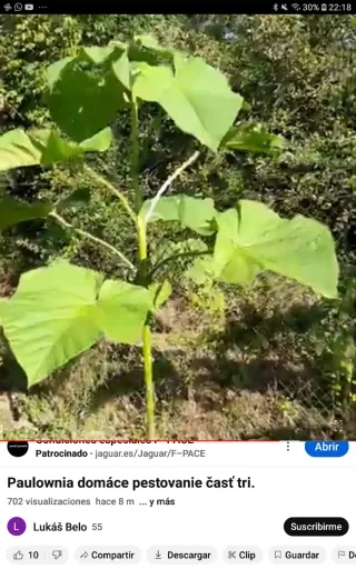 •Raíces y Semillas de Paulownia Shantong