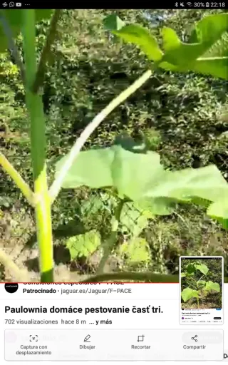 •Raíces y Semillas de Paulownia Shantong