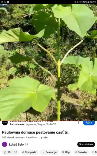 •Raíces y Semillas de Paulownia Shantong