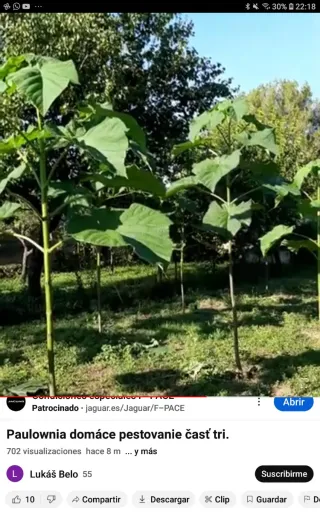 •Raíces y Semillas de Paulownia Shantong