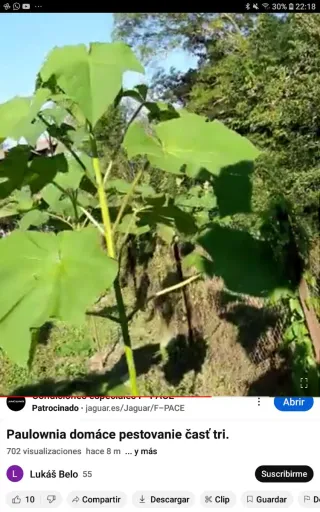 •Raíces y Semillas de Paulownia Shantong