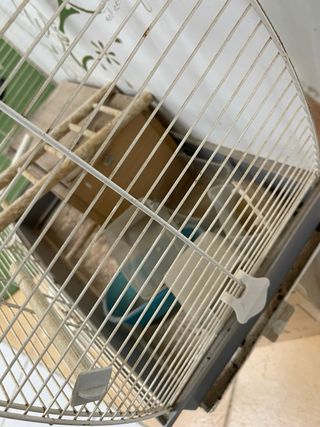Jaula Voltrega mediana con accesorios pájaro