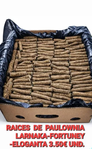 •Raíces de Paulownia para plantar