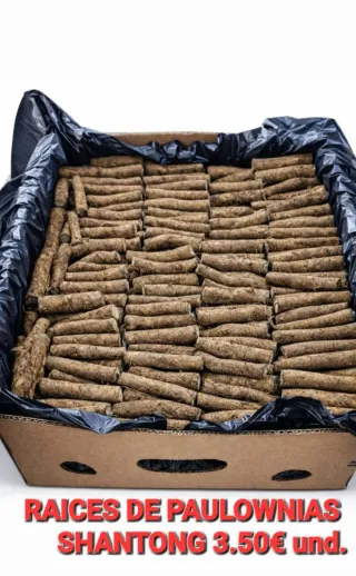 •Raíces de Paulownia para plantar