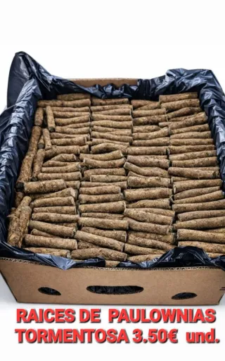 •Raíces de Paulownia para plantar