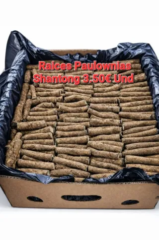 •Raíces de Paulownia para plantar