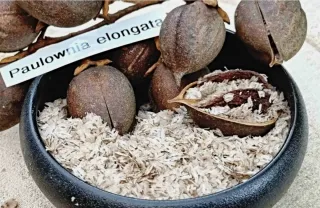 •Raíces de Paulownia para plantar