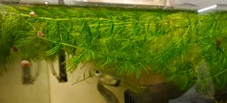 Ceratophyllum demersum Pianta acqutica