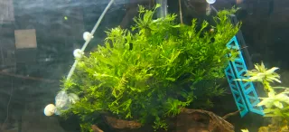 Microsorum pteropus Windelov Felce Giava