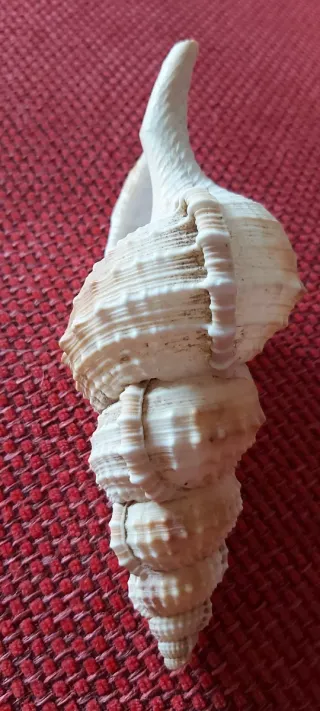 Conchiglia da collezione