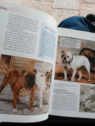 Bulldog Inglés (Excellence) (Spanish Edition)