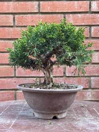 Bonsái Junípero Itoigawa