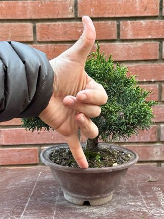 Bonsái Junípero Itoigawa