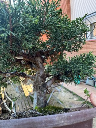 Bonsái Junípero Itoigawa