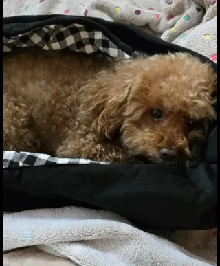 Bolso transportador para mascotas