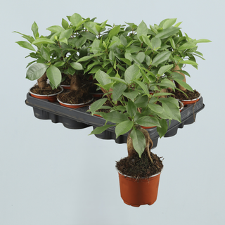 BONSAI GINSENG FICUS planta interior Ø9