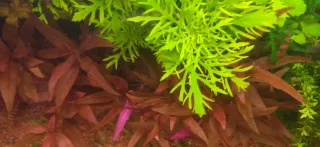 Plantas de acuario