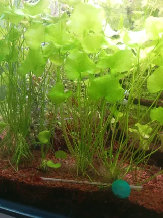 Plantas de acuario