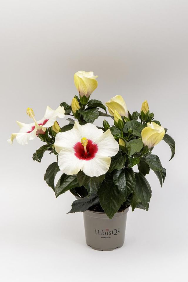 Hibiscus WHITE Planta de exterior Ø13