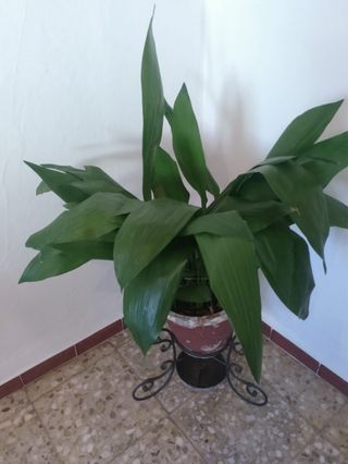 Aspidistra planta interior/exterior