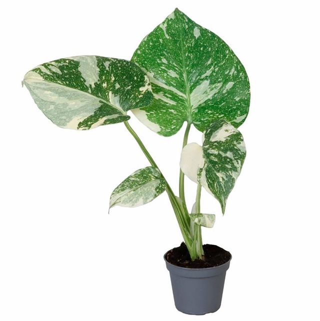 Monstera THAI variegata MINI planta interior Ø5