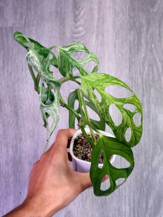 Monstera Adansonii Indonesian Marble