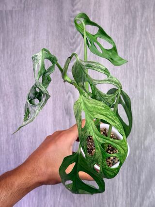 Monstera Adansonii Indonesian Marble