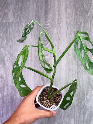 Monstera Adansonii Indonesian Marble