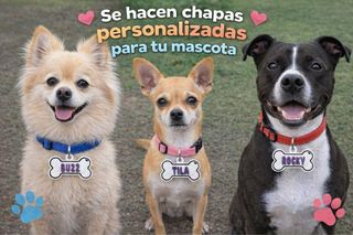 Chapas personalizadas para mascotas