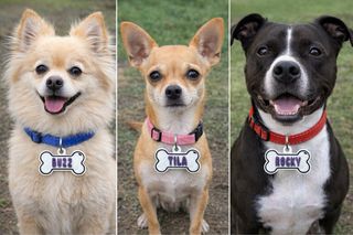 Chapas personalizadas para mascotas