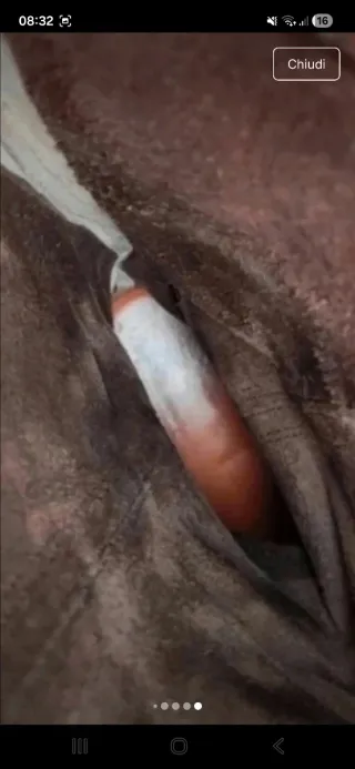 Stivali Tiziana Fausti donna vero cuoio