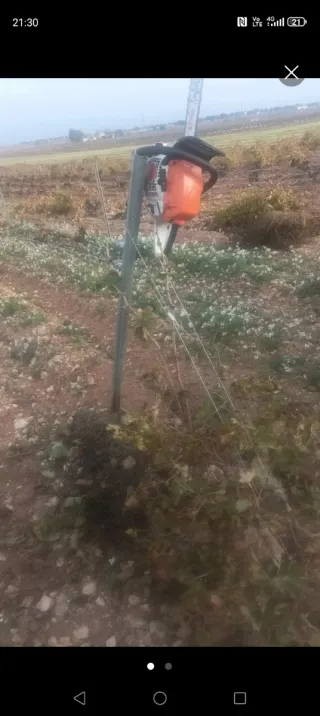 Cuernos de viña cortados