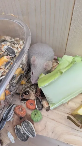 Jaula para hámster con hamster y ratón