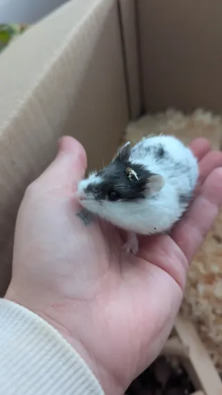 Jaula para hámster con hamster y ratón