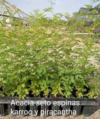 Envío de Acacia seto espinas y piracantha