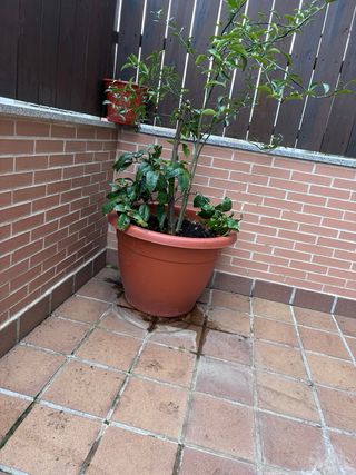 4 MACETAS MUY GRANDES DE EXTERIOR – PRECIO REGAL