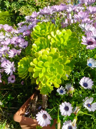 Aeonium arboreum pianta succulenta