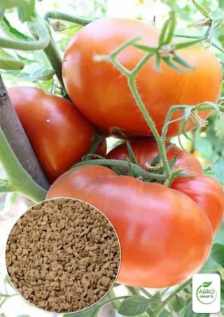 Semillas de tomate "Miel Alpina" (10 unidades)
