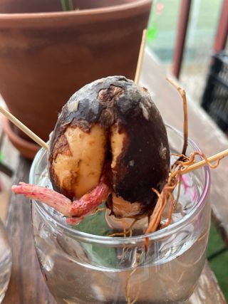 Planta de aguacate en maceta