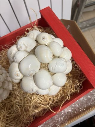 Palle di conchiglie decorative