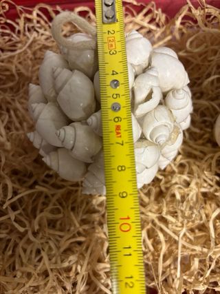 Palle di conchiglie decorative