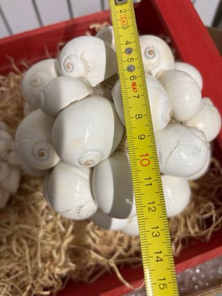 Palle di conchiglie decorative