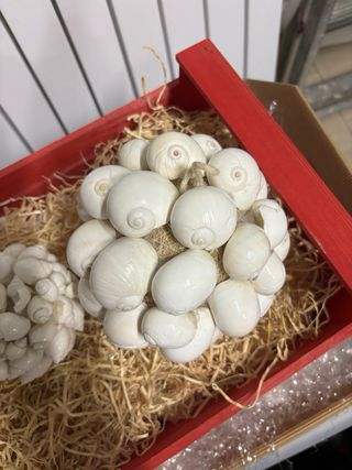 Palle di conchiglie decorative