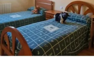 Cama individual de pino