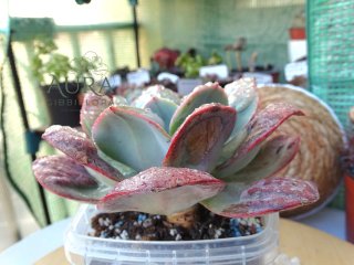 Suculenta Echev. Gib. Bouquet