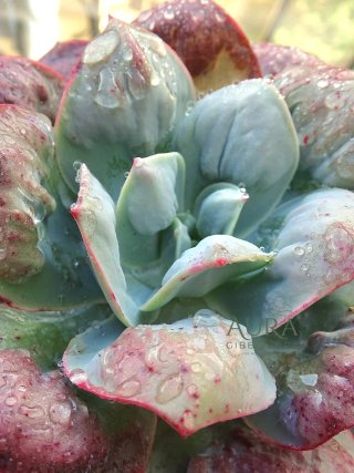 Suculenta Echev. Gib. Bouquet